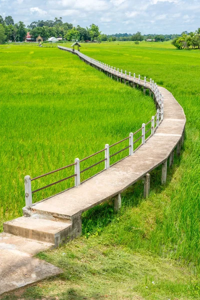 Flygfoto över konkreta gångbanan i risfält — Stockfoto