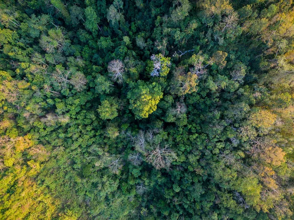 Pohled shora žlutých a zelených stromů v lese — Stock fotografie