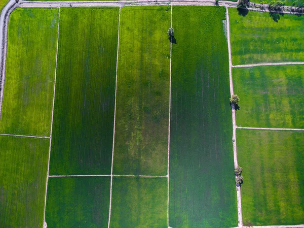 Aerial view of green rice farms in Phichit, Thailand — Stock Photo, Image
