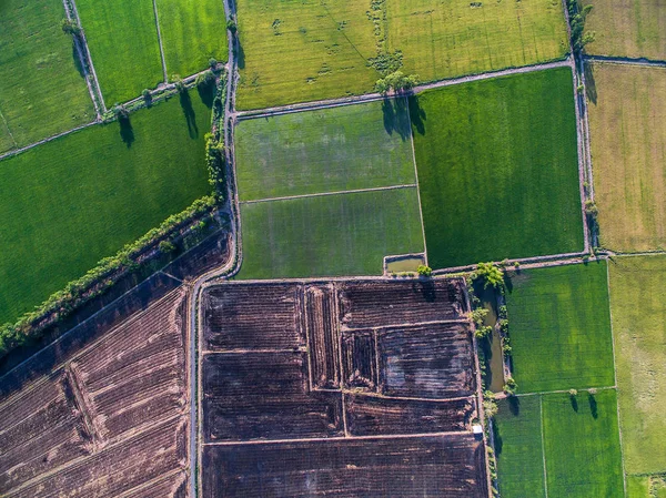 Top view of green rice farms and agricultural areas — Stock Photo, Image