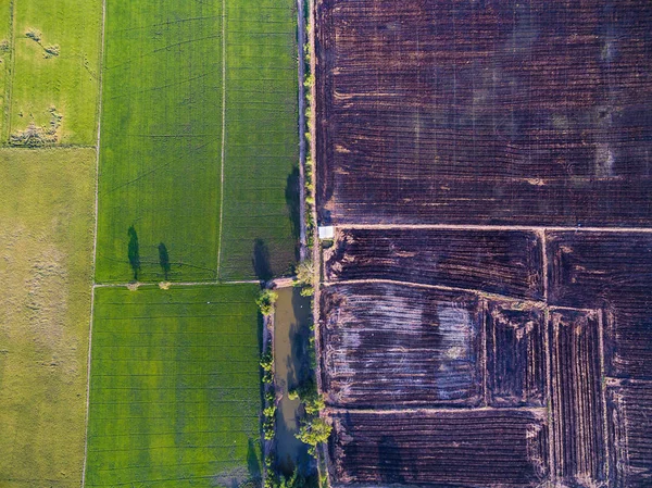 Aerial view of green rice farms and uncultivated land — Stock Photo, Image