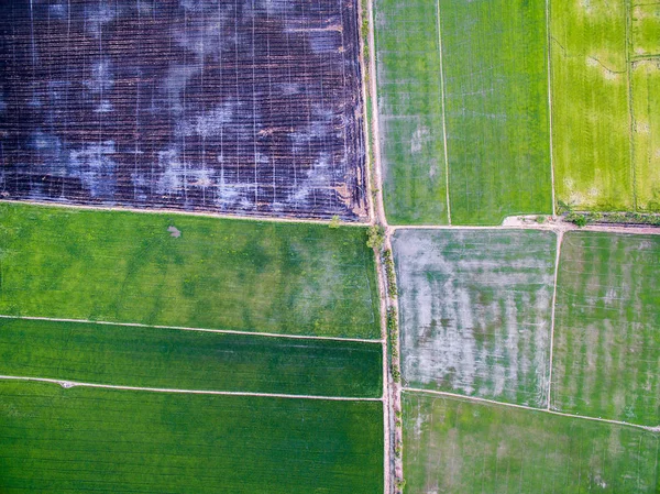 Aerial view of green rice farms and uncultivated land — Stock Photo, Image