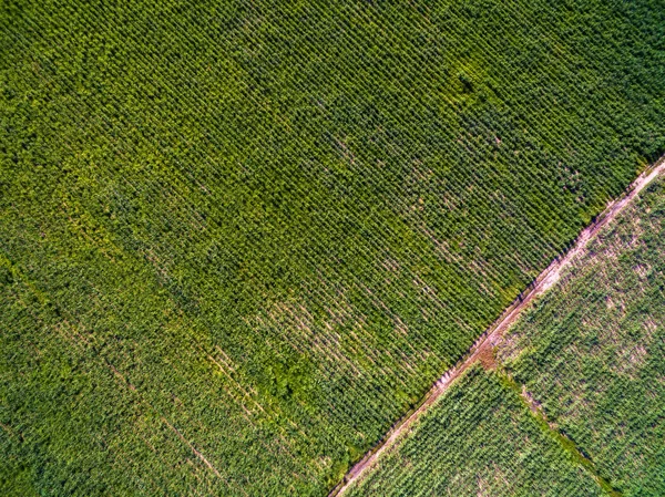 Diagonal lines of green sugarcane farm and dirt road — Stock Photo, Image