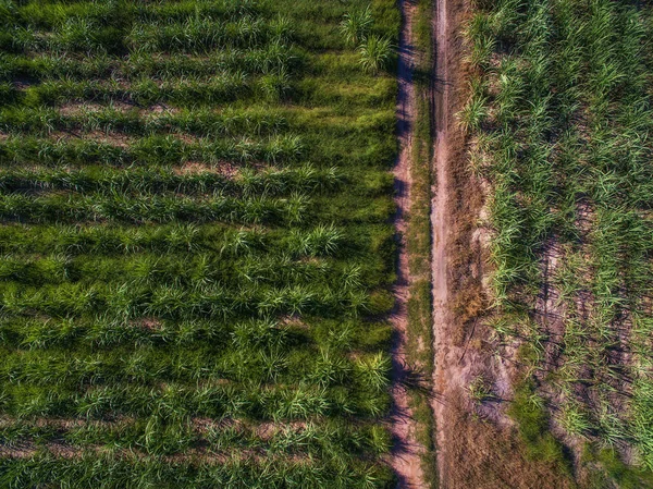 Aerial view of green sugarcane farm and dirt road — Stock Photo, Image