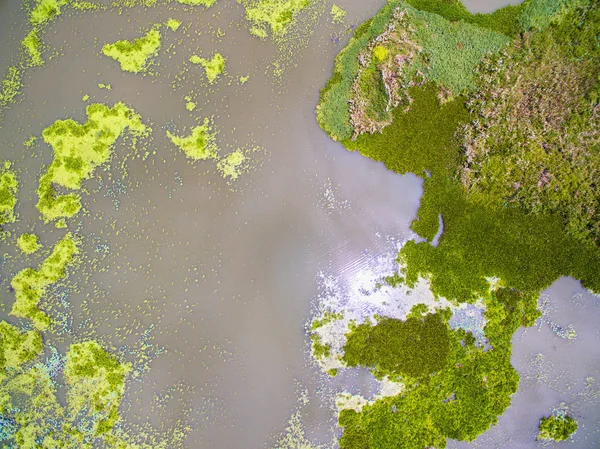 Вид с воздуха абстрактный из зеленого утконоса и водного салата — стоковое фото