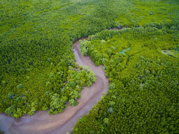 Flygfoto över torr flodbädd i gröna mangroveskog — Stockfoto