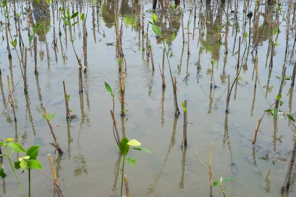 Reflection of volunteer planting young mangroves on bamboos in water