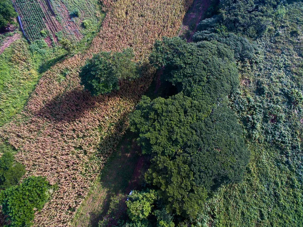 Abstract aerial view of green trees and yellow corn farm — Stock Photo, Image