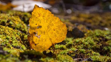 Sonbaharın renkleri