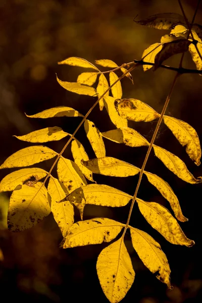 The colors of autumn — Stock Photo, Image