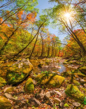 Ormanın içinde yumuşak sonbahar