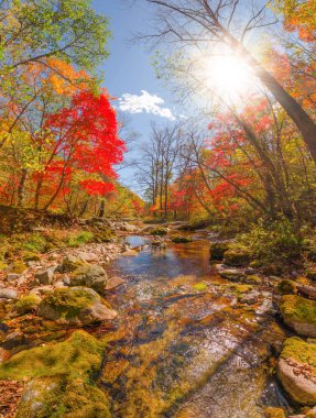 Ormanın içinde yumuşak sonbahar