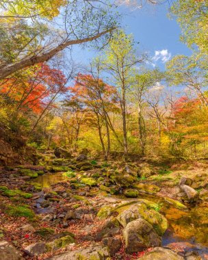 Ormanın içinde yumuşak sonbahar