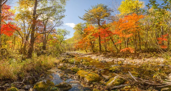 Otoño Suave Bosque — Foto de Stock