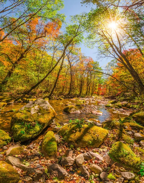 Ormanın içinde yumuşak sonbahar