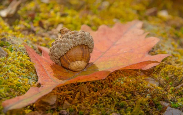 Ormanın içinde yumuşak sonbahar