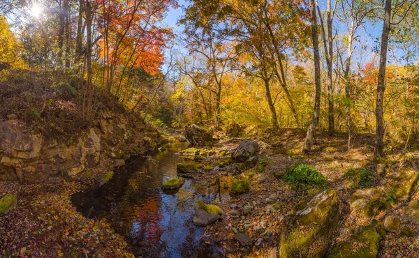 Automne Doux Dans Forêt — Photo