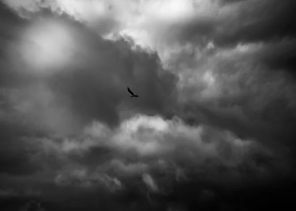 Bird Flight Sky — Stock Photo, Image