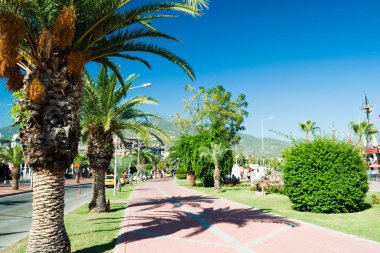 Alanya bağlantı noktası yakınındaki palmiye ağaçları ile bir sokak