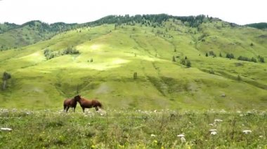 kırsal, yeşil, atlar