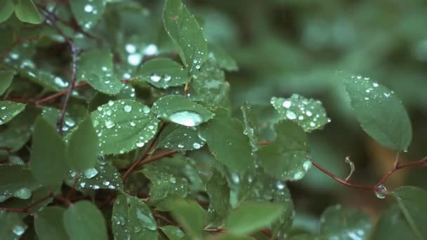 Blomsterträdgård. Daggen droppar liggande på bladen av rosor. — Stockvideo