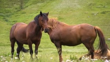 kırsal, yeşil, atlar