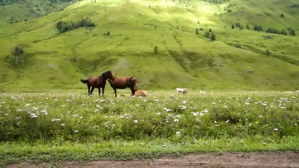 Campo, verde, caballos — Vídeos de Stock