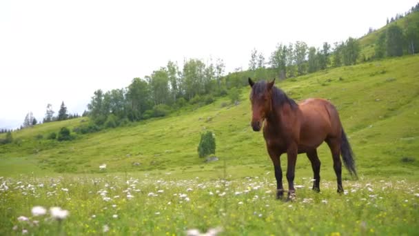 Campo, verde, caballos — Vídeo de stock