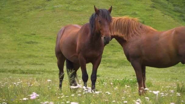 Campo, verde, caballos — Vídeo de stock