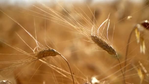 Поле пшениці на заході сонця. Вуха пшениці крупним планом . — стокове відео
