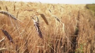 Şafak vakti buğday başakları