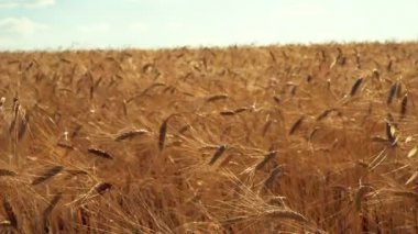 Şafak vakti buğday başakları