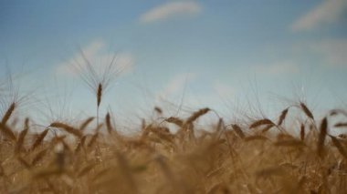 Şafak vakti buğday başakları