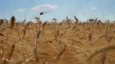 Şafak vakti buğday başakları