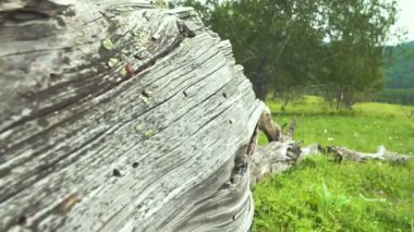 Profesyonel erkek atlet