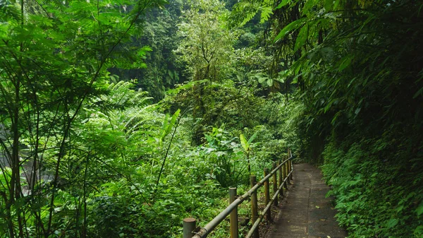 Walking trail in tropical forest — Stock Photo, Image