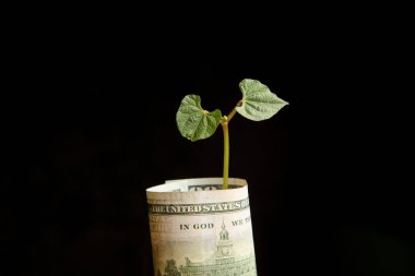 On dolarlık banknot siyah arka plan üzerine