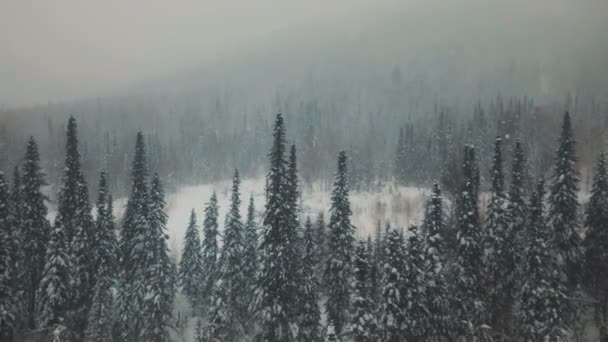 AERIAL: Voando sobre a floresta nevada — Vídeo de Stock