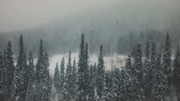 Antenn: flyga över snöiga skogen — Stockvideo