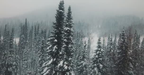 Antenn: flyga över snöiga skogen — Stockvideo