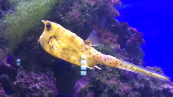 Fish swimming in aquarium — Stock Footage Fish swimming in aquarium Royalty Free Stock Video