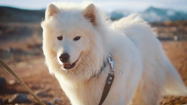 Samojedvalpar hund står bland, vinden blåser. Hår och ull genomsökning med slowmotion. — Stockvideo