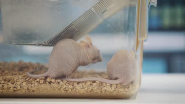 Schnüffelnde weiße Maus auf einem schmalen Streifen — Stockvideo