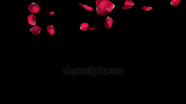 Rose petals falling - once. Slow motion. Matte included. True 3D textured petals — Stock Video