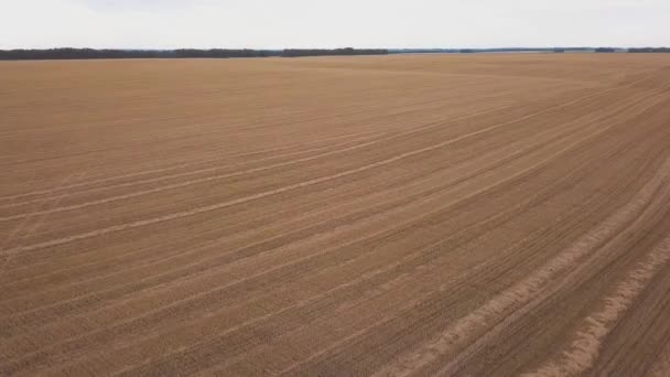 AEREO: Volo sul campo di grano al tramonto — Video Stock