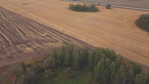 AERIAL: atirando para o drone sobre o campo de terra arável. Um trator vermelho limpa o campo no outono — Vídeo de Stock