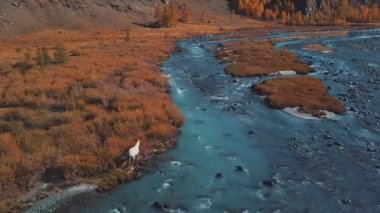 Anteni - uçuş bir dağ sonbahar nehir üzerinde. Su turkuaz ve Karaçam sarıdır. Uçuş güzel dağ Vadisi.