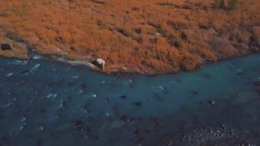 Anteni - uçuş bir dağ sonbahar nehir üzerinde. Su turkuaz ve Karaçam sarıdır. Uçuş güzel dağ Vadisi.