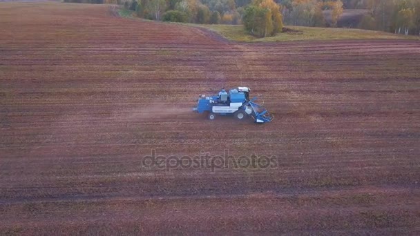 Vue aérienne d'un drone d'une moissonneuse batteuse travaillant dans un champ au coucher du soleil. — Video