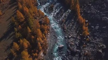 Anteni - uçuş bir dağ sonbahar nehir üzerinde. Su turkuaz ve Karaçam sarıdır. Uçuş güzel dağ Vadisi.